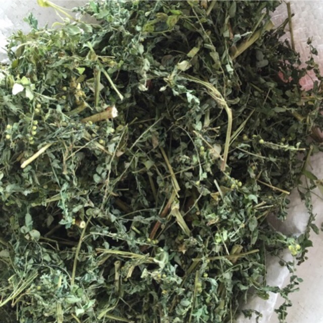 Diệp hạ châu _ chó đẻ _ 1kg