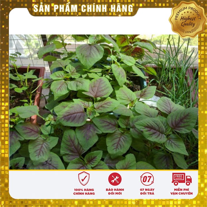 Hạt giống rau Dền Khoang 20gram [Bán Sỉ]