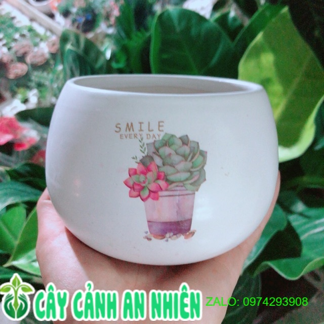Chậu Trồng Cây