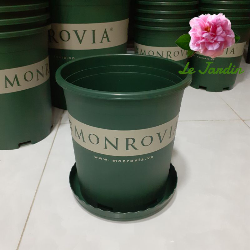 Chậu monrovia 3gl hàng nhập chính hãng Trung Quốc