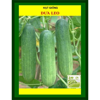 💥Hạt Giống Dưa Leo💓 Chịu Nhiệt Năng Suất Cao 1gam✨