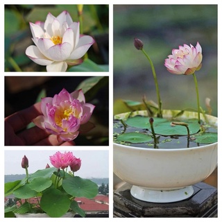 Củ sen giống MiNi Nhật siêu nụ