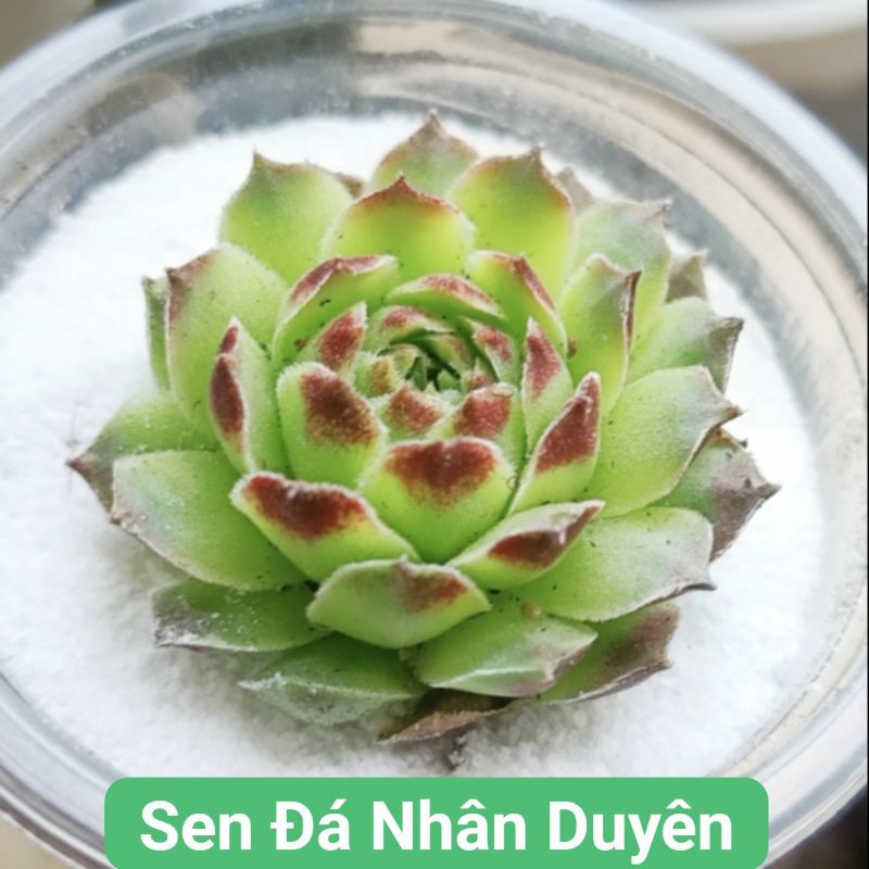 Sen đá phật bà mini ( dùng để mix)