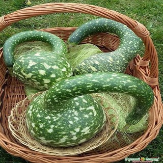 Hạt giống bầu thiên nga