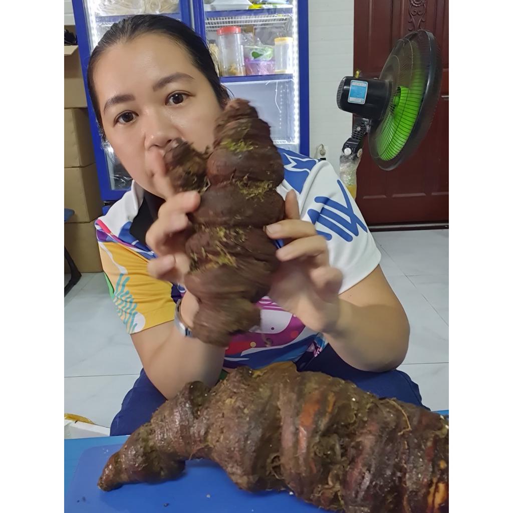 Thất Diệp Nhất Chi Hoa Tươi (Sâm 7 Lá 1 Hoa) Củ To 500gr