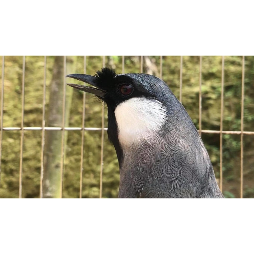 Cám Chim Khướu Hoàng Đại Ca, Cám Chất Gói dùng cho các loại chim khướu.