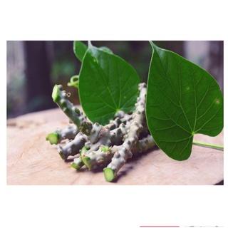 Cây thần thông khô 500gr ( dây cóc, dây kí ninh)