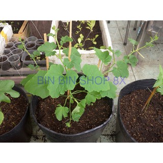 HẠT GIỐNG DƯA LƯỚI VÀNG - 10 HẠT
