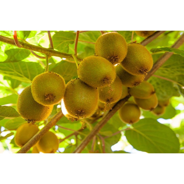 Shop 1K - Hạt giống cây kiwi