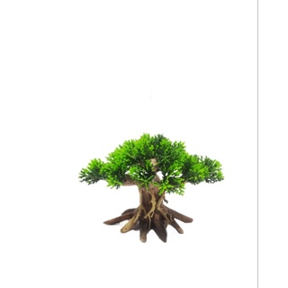 Lũa Bonsai Nấm Tùng hồ cá ( nhiều size )