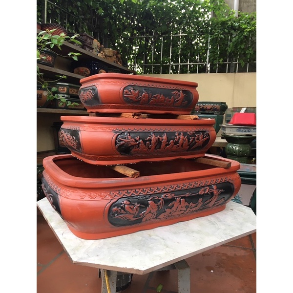 Ang bát tiên trồng cây to /chậu trồng cây bonsai/chậu trồng cây cảnh /chậu trồng cây kiểng