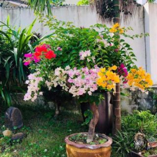 Giống hoa giấy ngũ sac