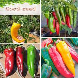 30 hạt giống ớt sừng