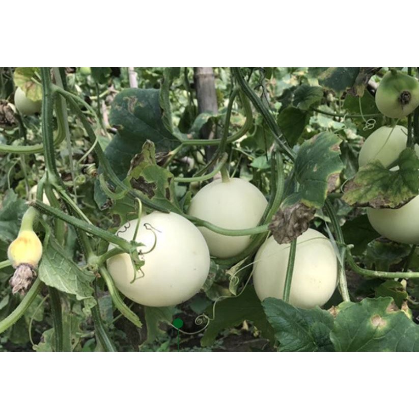 20 Hạt giống Dưa Lê Trắng Cao Sản 6081