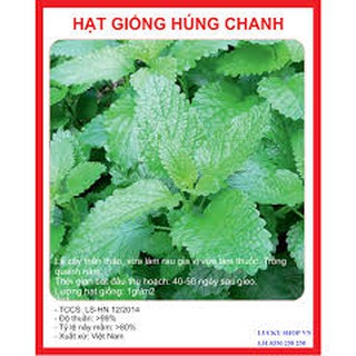 HẠT GIỐNG HÚNG CHANH GÓI 0,1G