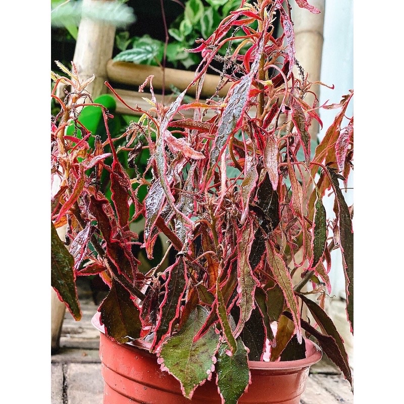 Cây Acalypha wilkesiana Firestorm (Cây Bão Lửa) chậu nhựa