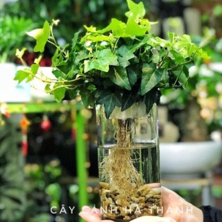 Hạt Giống Dây Thường Xuân (5-10 Hạt)