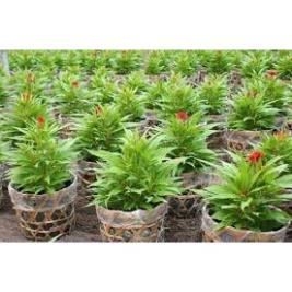 Hạt Giống Hoa Mào Gà Búa Mix Nhiều Màu  - MUA 3 TẶNG 1 CÙNG LOẠI KHUYẾN MẠI TRONG 1 NGÀY