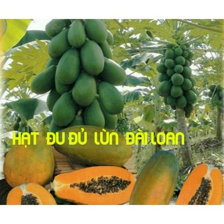 Hạt giống đu đủ lùn đài loan