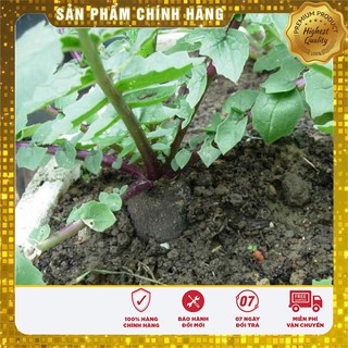 Hạt giống Củ cải Đen ( Đức 10 Hạt )