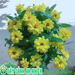 Hoa Cúc Duyên