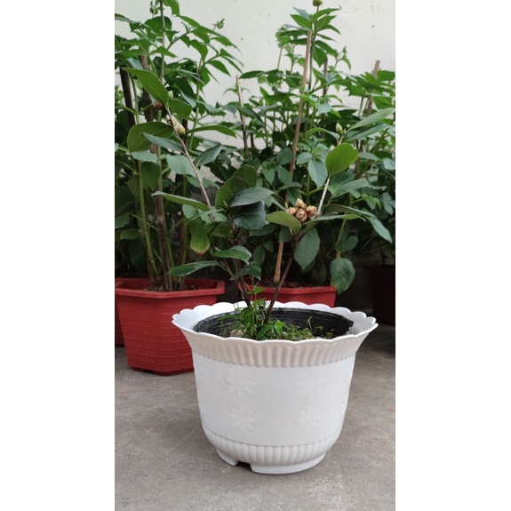 Combo 4 chậu nhựa hoa trắng 28x21 (cm) nhựa cứng hoa văn