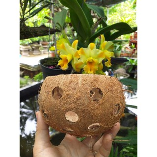 Gáo dừa lót chậu