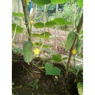 Hạt giống dưa chuột mèo thái lan ( 15 hạt )