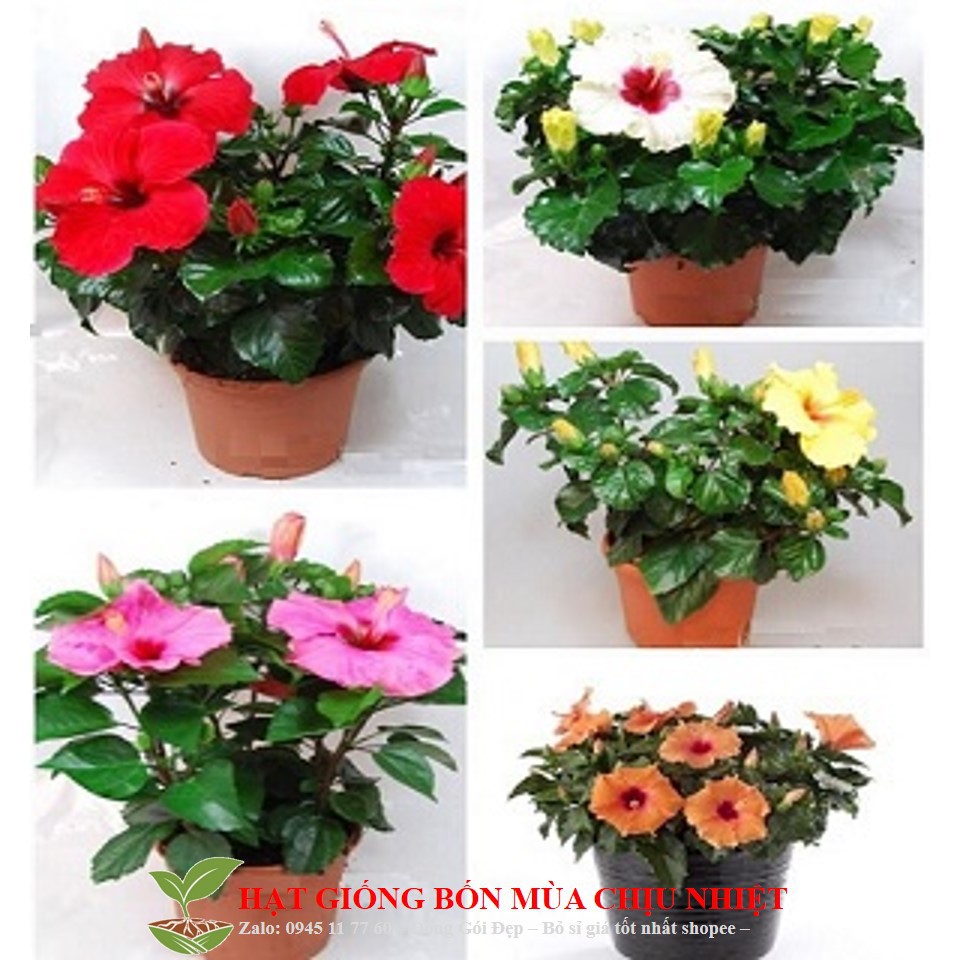 HẠT GIỐNG HOA DÂM BỤT THÁI 10 HẠT MIX TRỘN MÀU ĐẾN MÙA TRỒNG TẾT