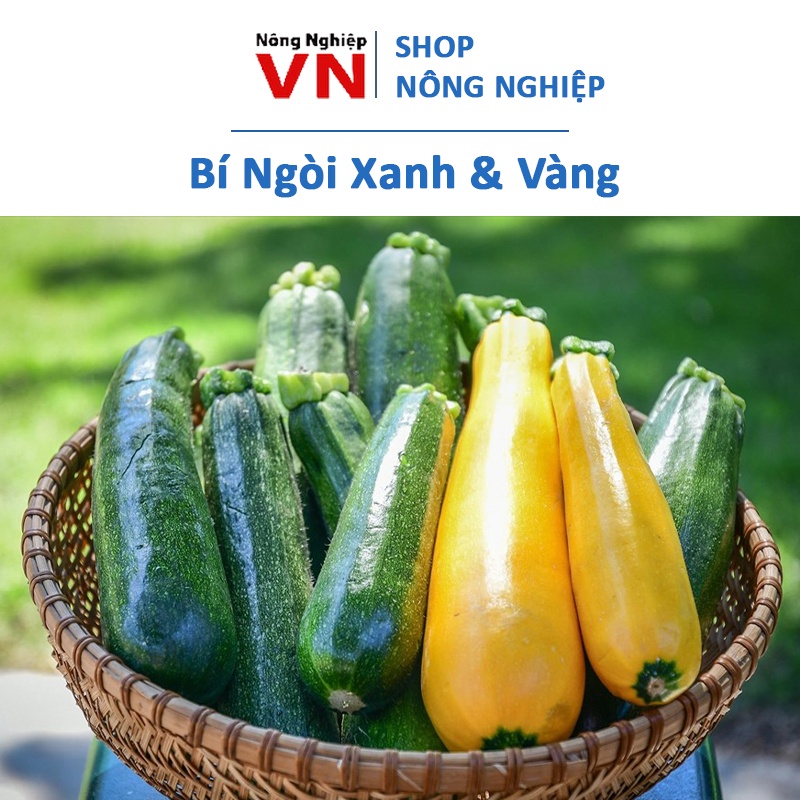 Hạt giống bí ngòi nhiều màu 10 hạt/ gói