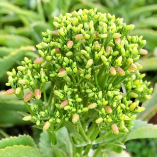 Bộ phân kích thích ra hoa cây sống đời