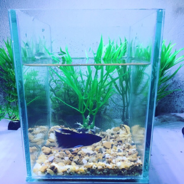 [Tặng sỏi và thức ăn] Bể cá betta mini kích thước 15x12x16cm