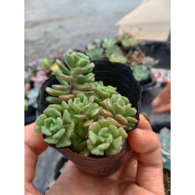 MỘT CHIẾC SEN SEDUM HOA HỒNG PHÁP size mini 8x8 cm đã thuần khí hậu sức sống cao