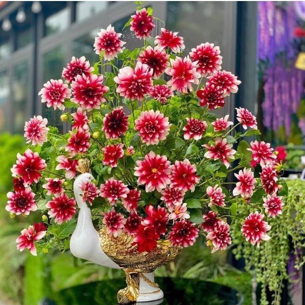 Bình Công Cắm Hoa Khay Chim Công Đựng Hoa Quả Cao Cấp