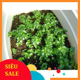 0.5g Hạt giống Rau càng cua (tặng gói Kích nẩy mầm và Hướng dẫn)