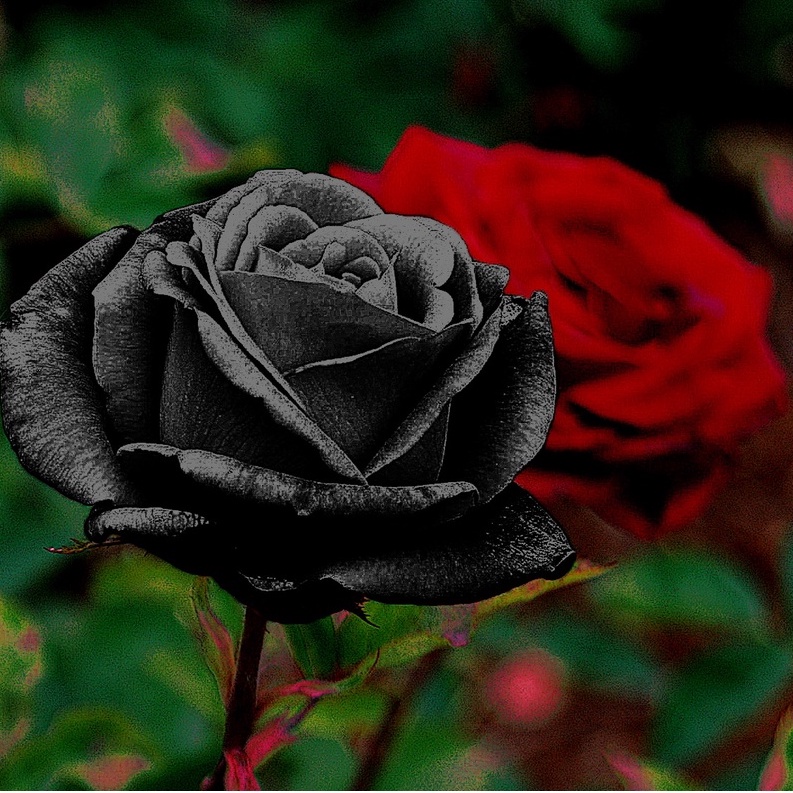 Hạt giống Hoa Hồng Đen - 10 Hạt siêu hoa