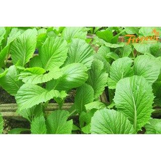 HẠT GIỐNG CẢI BẸ XANH MỠ