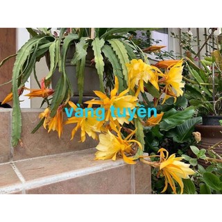 Nhật quỳnh vàng tuyền