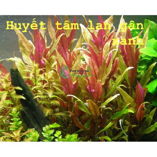 Cây Huyết tâm lan lá nước