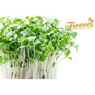HẠT GIỐNG RAU MẦM CỦ CẢI TRẮNG