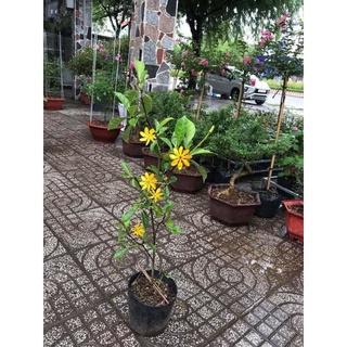 Cây 🌲 Lài Hoàng Gia...hoa thơm đổi màu