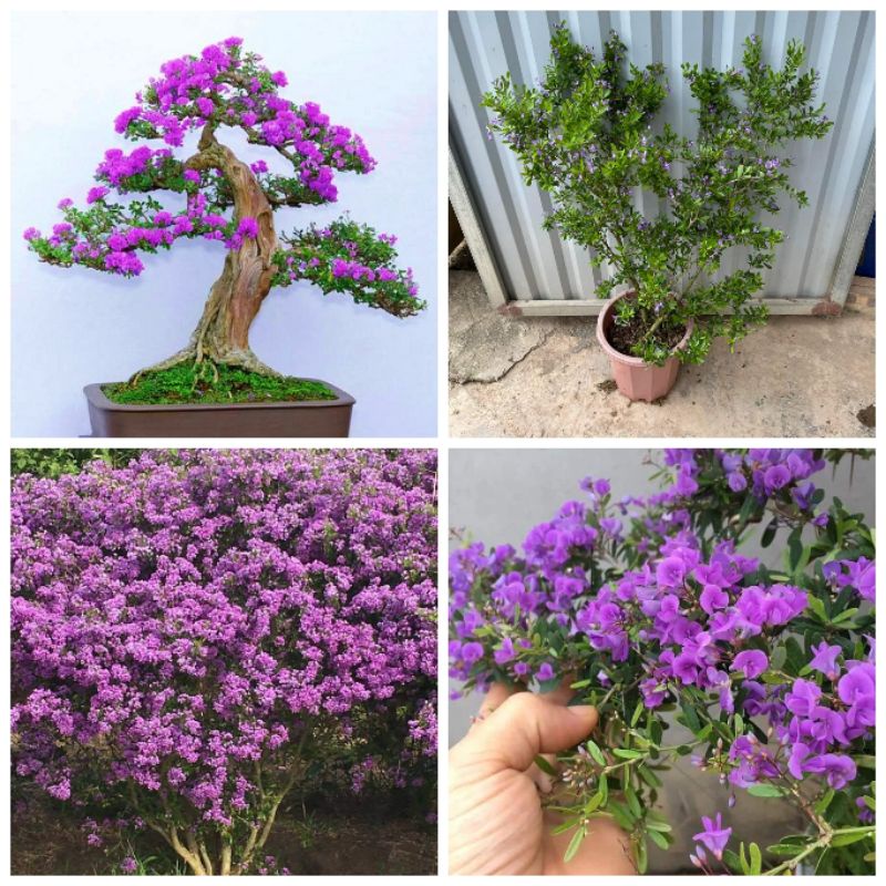 Cây hoa Linh Sam size to, đủ tuổi ra hoa/ đang nụ, hoa/ đã từng ra hoa, siêu hoa quanh năm, hoa thơm ngọt dễ chịu