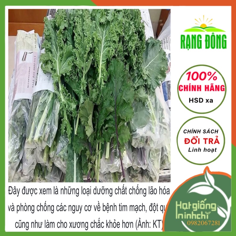 Hạt Giống Cải Kale xanh  RADO 686, Rau củ quả trông ban công, sân thượng, thùng xốp.