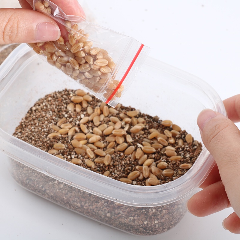 Kit cỏ mèo / catnip tự trồng tại nhà tiện lợi tốt cho tiêu hóa của mèo