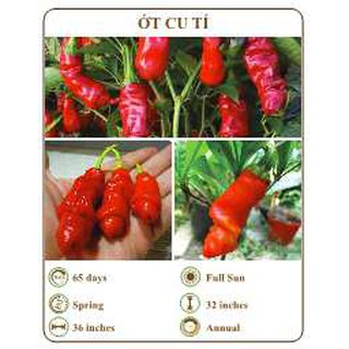 Hạt giống ớt cu tí - THE XANH