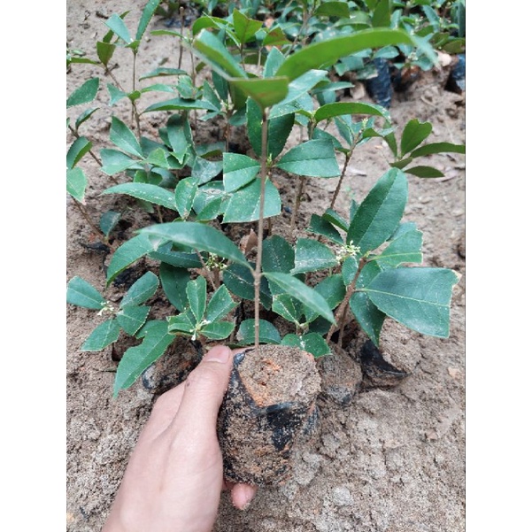 CÂY MỘC TA GIỐNG CAO 25CM