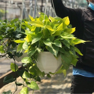 Trầu bà treo vàng lớn