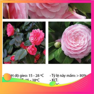 Hạt Giống Hoa Trà Mi - 5 Hạt [  ] VIETGAR