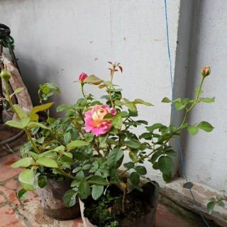 Chậu hoa hồng ngoại bầu đất