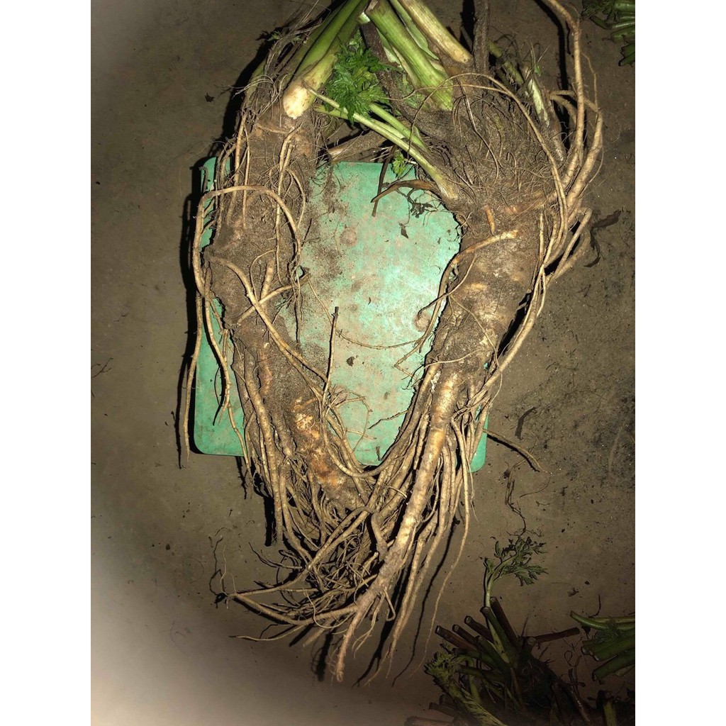 Sâm đá (Sâm quy đá)